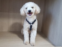 경기 광주시 태봉로 인근 뒷산에서 푸들 발견 보호