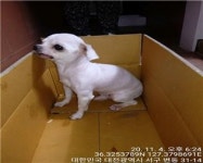 대전 서구 변동사거리에서 말티즈 발견 보호