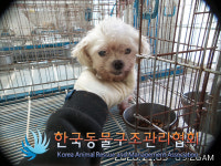 서울 중랑구 동일로126길에서 말티즈 발견 보호