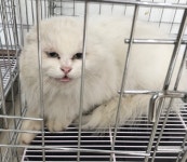 충남 서산 대산읍 모덴호텔 주차장에서 페르시안 고양이 발견 보호..길냥이?
