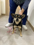경기 파주 문산어울림아파트에서 블랙탄 강아지 발견 보호
