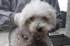 제주 제주시 용문로17길에서 푸들 발견 보호