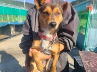 경남 창원 남문 시티2차 상가 앞에서 검갈색 강아지 발견 보호