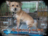 서울 동대문구 황물로3 전농119센터 인근에서 갈색 강아지 발견 보호