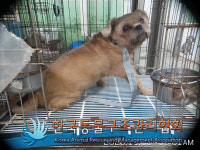 서울 서대문구 DMC래미안이편한세상에서 시츄 발견 보호