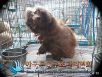 서울 강서구 강서로에서 푸들 발견 보호