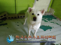 경기 의정부 의정부서부역에서 샴푸 냄새 흰색 강아지 발견 보호