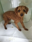 대구 중구 봉산동에서 푸들 발견 보호