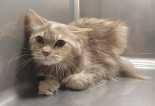 대구 수성 시지동에서 페르시안 친칠라 발견 보호