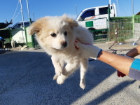 경남 진주시 정촌면 예하리에서 흰갈색 어린 강아지 발견 보호