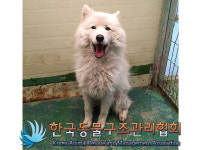 경기 의정부 서계로 도봉차량관리소기지에서 사모예드 발견 보호