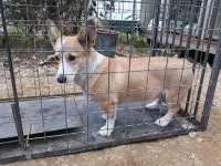 경기 하남 창우동333에서 웰시 코기 발견 보호