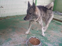 경북 봉화 청량산 모텔에서 검회색 강아지 발견 보호..목줄 2개