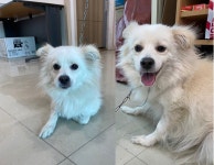 충북 청주 월탄리에서 스피츠 믹스 강아지 발견 보호