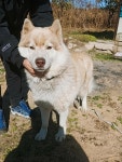 강원 고성 CU 간성대명점에서 시베리안 허스키 발견 보호