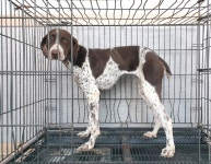 경기 이천 마장면 오천로에서 포인터 발견 보호