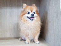 경기 광주시 송정동에서 포메라니안 발견 보호