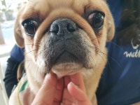 인천 서구 가좌동에서 퍼그 발견..용품과 함께 작정하고 유기