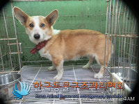 경기 김포 대곶면 율생중앙로에서 웰시 코기 발견 보호