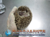 서울 서초구 청두곶2길에서 고슴도치 발견 보호