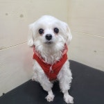 경기 부천 깊은구지사거리에서 말티즈 발견 보호..빨강 패딩조끼