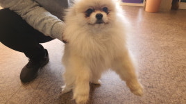 전북 남원 법원 사거리에서 포메라니안 발견 보호