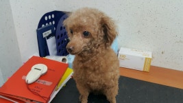 경기 수원 권선구 매탄로 현대아파트 사거리에서 푸들 발견 보호