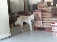 경기 하남 창우동에서 진돗개 발견 보호