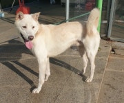 광주 광산구 운남동에서 흰색 강아지 발견 보호