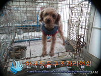 서울 영등포구 영등포로터리 인근에서 푸들 발견 보호