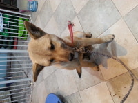 전북 전주 금암동 중앙하이츠 입구에서 갈색 강아지 발견 보호