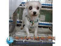 경기 포천 신북면 포천여중 앞에서 말티즈 발견 보호