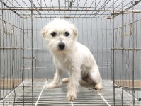 경기 이천 백사면 원적로에서 흰색 강아지 발견 보호