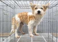 경기 이천 백사면 원적로에서 흰연갈색 강아지 발견 보호