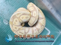 제주서 상자에 담겨 저수지에 버려진 70cm 볼파이톤 포획
