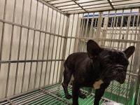 부산 남구 못골번영로 40번길에서 프렌치 불독 발견 보호