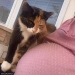 임신한 이웃에 매일 안부 물으러 오는 냥이..사랑 담은 꾹꾹이는 덤!