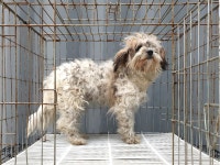 경기 이천 대월면 대평로에서 흰갈색 강아지 발견 보호