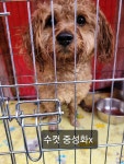 충남 천안 다솜동물병원에서 푸들 발견 보호
