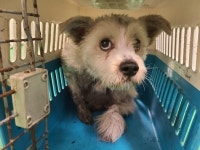 부산 남구 백운포로에서 흰색 강아지 발견 보호