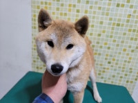 충남 아산 배방자이1차아파트에서 시바 발견 보호