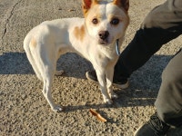 경남 창원 육호광장에서 파란목줄 흰황색 강아지 발견