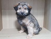 경기 광주시 오포읍 신현리에서 회갈색 어린 강아지 발견 보호