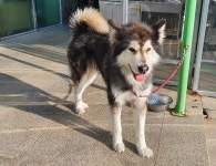 광주 광산구 진곡동에서 말라뮤트 발견 보호