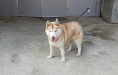 경북 경산 진량 선화리에서 시베리안 허스키 발견 보호