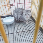 전남 화순 신기중앙길에서 아메리칸 숏헤어 고양이 발견 보호