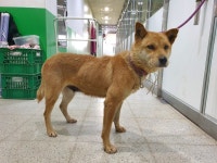 경기 고양 성사동에서진돗개 발견 보호