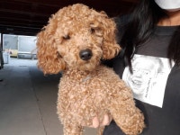 경기 시흥시농업기술센터에서 푸들 발견 보호