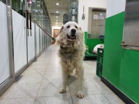 경기 고양 법곳동 일산수질복원센터에서 그레이트 피레니즈 발견 보호..은색 체인 목걸이