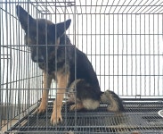 경기 여주 대신면 옥촌1길에서 셰퍼드 발견 보호